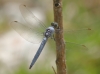 J01_3819 Orthetrum brunneum male